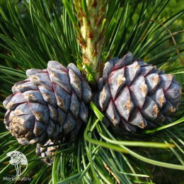 Сосна сибирская кедровая в контейнере