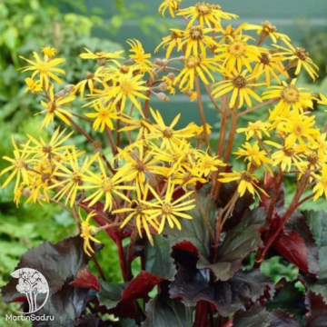 Фото Бузульник Брит Мари Кроуфорд