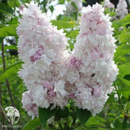 Сирень обыкновенная Красавица Москвы