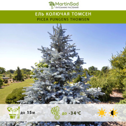 Ель колючая Томсен 