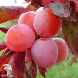 Слива гибрид Красный шар + Скороплодная