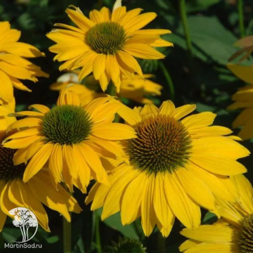 Фото Эхинацея Лейлани