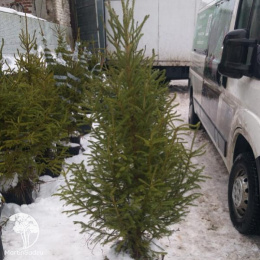 Русская ель в горшке