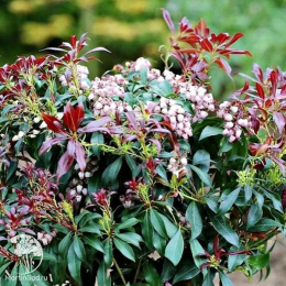 Пиерис японский Болтманс Пинк