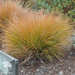 Осока кирпичная Прейри Фаер