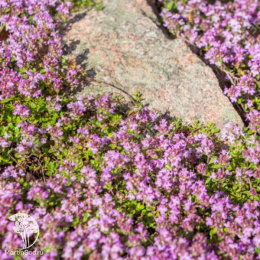 Тимьян ранний