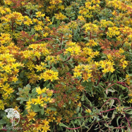 Седум Карамель камчатский серия Альпийская горка