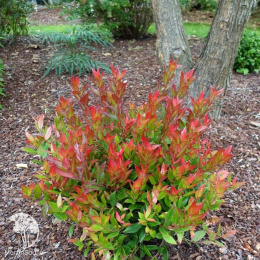 Леукотоэ Дефонтена Литтл Фаер