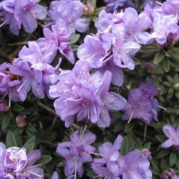 Рододендрон плотный Аметист