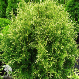 Туя западная Рекурва Нана