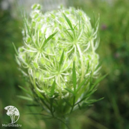 Дикая морковь