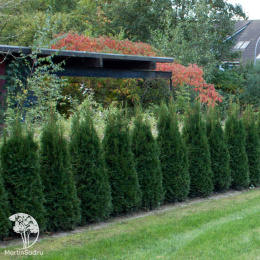 Туя западная Дарк Эмберс Лесдасма