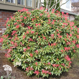 Пиерис японский Маунтин фаер