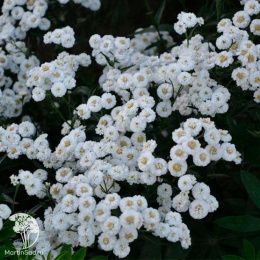 Гипсофила метельч. Паутинка Уд. с.