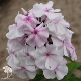 Флокс метельчатый Медовый месяц