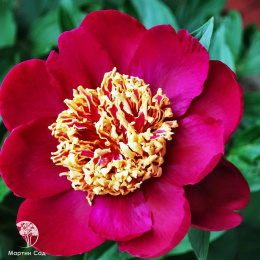 Пион Ниппон Бьюти