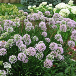 Лук Саммер Бьюти