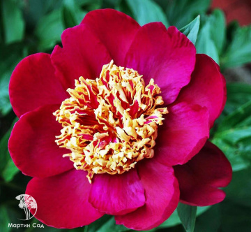 Фото Пион Ниппон Бьюти