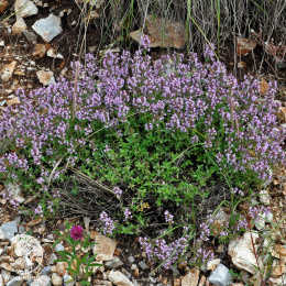 Тимьян блошницевидный Табор