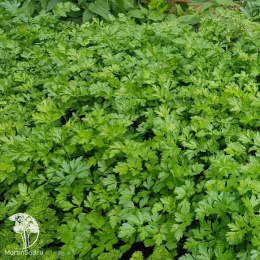 Петрушка листовая Итальянский гигант