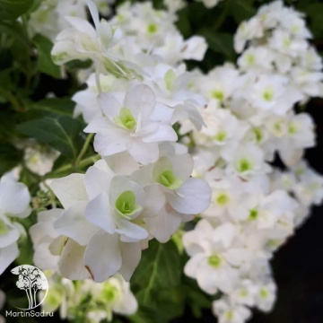 Фото Гортензия пильчатая Вайт он Вайт