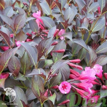 Фото Вейгела цветущая Миднайт Вайн