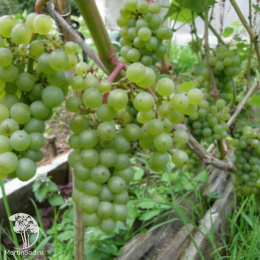 Виноград Вродж Ван Дер Лан