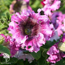 Петуния превосходнейшая Розовая (Люкс)