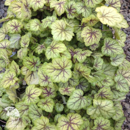 Гейхера Циркус