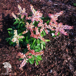 Пиерис японский Болтманс Пинк