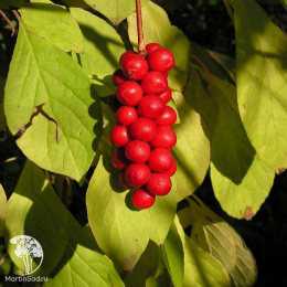 Лимонник Садовый