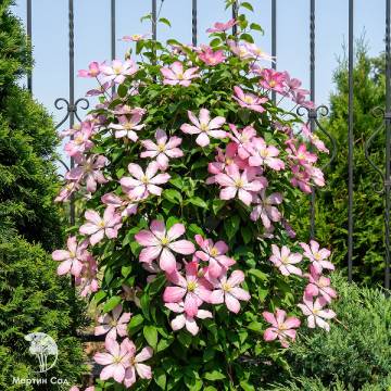 Фото Clematis Ai-Nor Клематис Ай-Нор