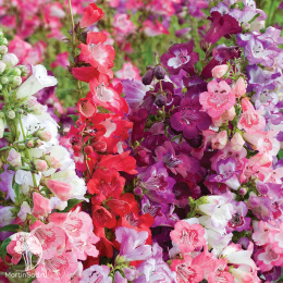 Пенстемон Рубра (Хартвега, смесь цветов)