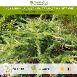 Лиственница Гмелина Тарандт на штамбе