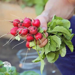 Редис Дуся  F1