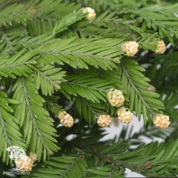 Секвойя вечнозелёная