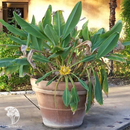 Банан карликовый