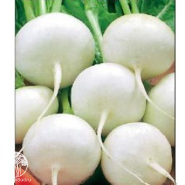 Редис Моховский