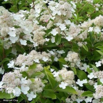 Фото Гортензия метельчатая Прим Уайт на штамбе