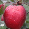 Яблоня Красномясая Сирена фото 1 