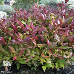 Леукотоэ Скарлетта