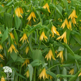  Увулярия крупноцветковая