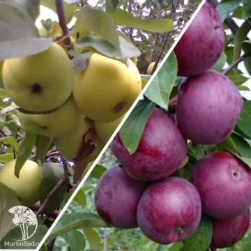 Фото Яблоня гибрид Антоновка + Спартан