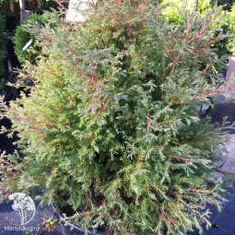 Туя западная Эрикоидес