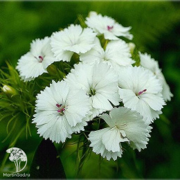 Гвоздика (бородатая) Турецкая Аллегро