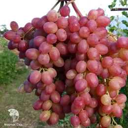 Виноград Велес
