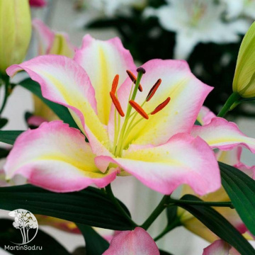 Фото Лилия восточная Капитан Триколор