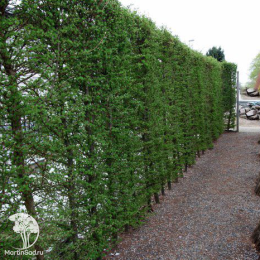 Лиственница Маршлинса