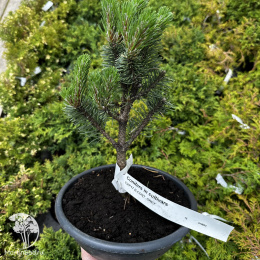 Сосна Ниваки в ассортименте