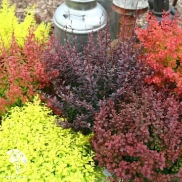 Фото Барбарис Тунберга (Berberis thunbergii)